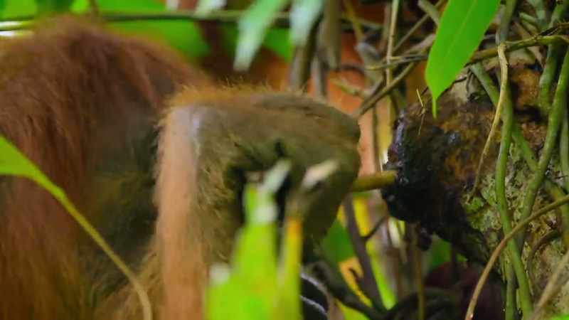 It's now estimated that we lose 100 orangutans every week