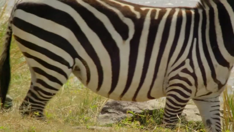 It's now or never for the zebras