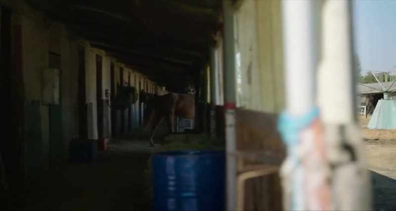 It's OK. It's OK. It's OK. Hey, hey. - (NEIGHING)