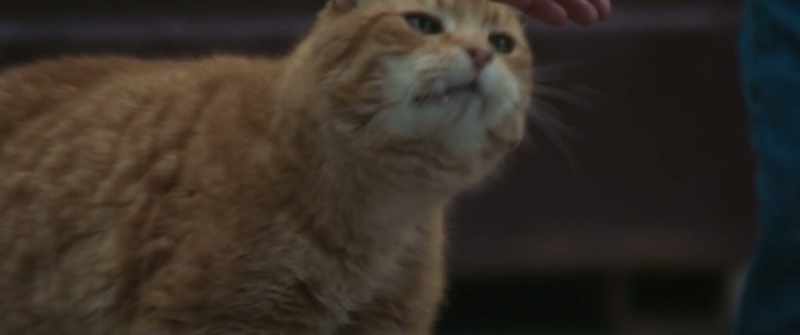 It's okay. I'm nice. -(purring)