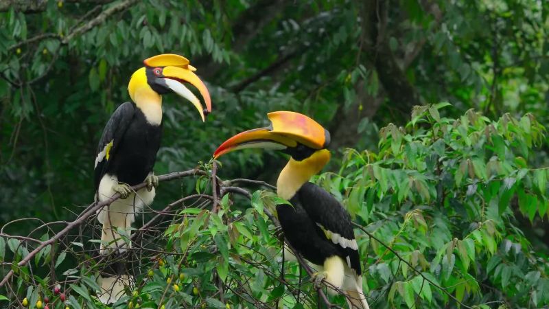 It's particularly important for hornbills to get the best pairing