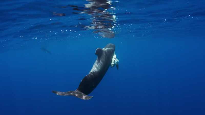 It's possible her calf may have been poisoned