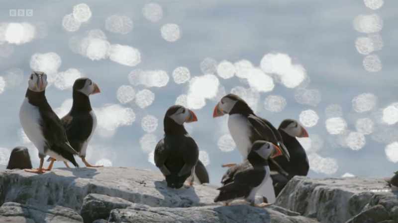 It's predicted that our puffin population could have dropped