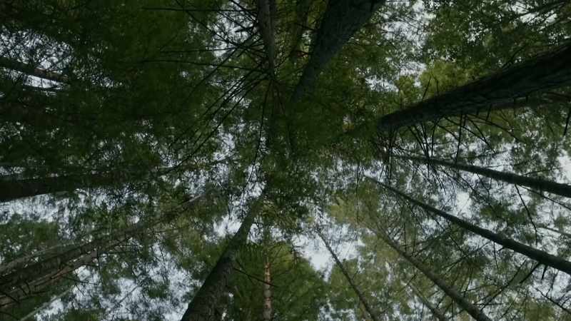 It's pristine, ancient forest