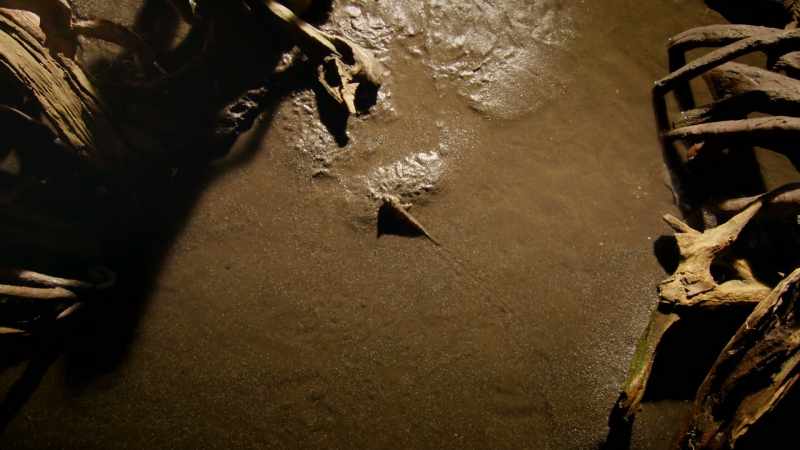 It's probable that these early animals were moving around using something that