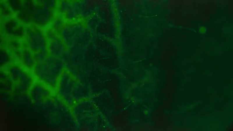 It's rather like a very simple nervous system