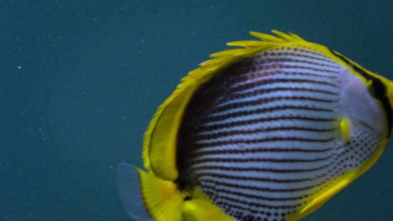 Its razor-sharp teeth have removed not just dead skin
