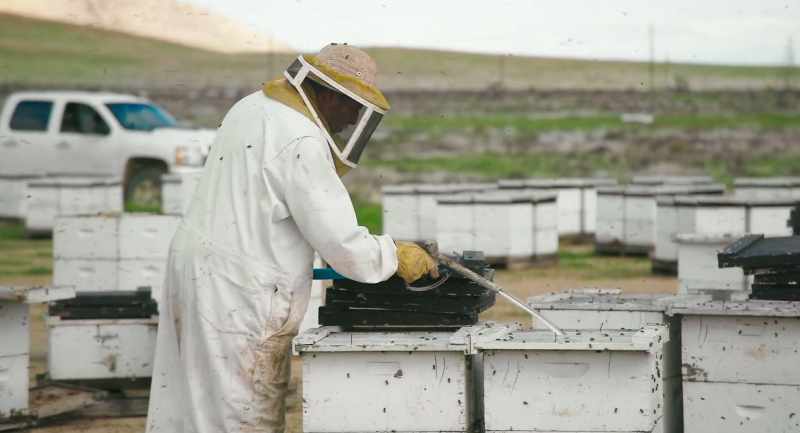 It's really important on how bees come out here