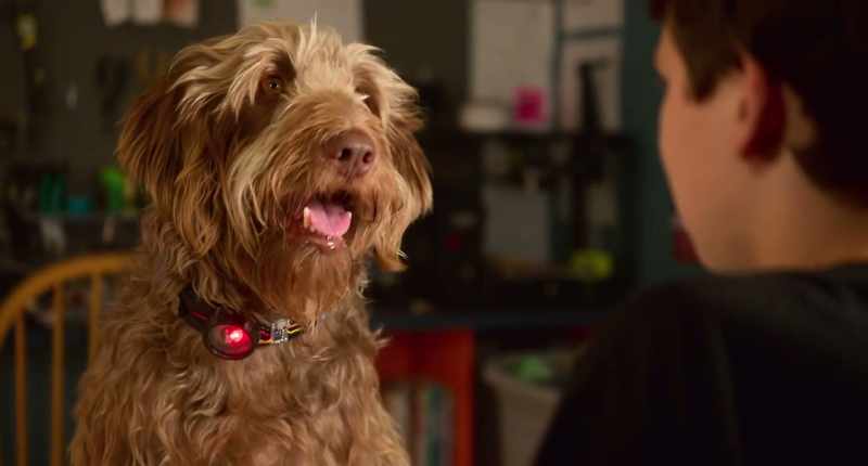It's simple. Dogs are simple