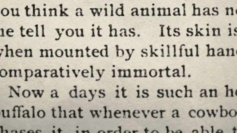 Its skin is its soul, and when mounted by skillful hands