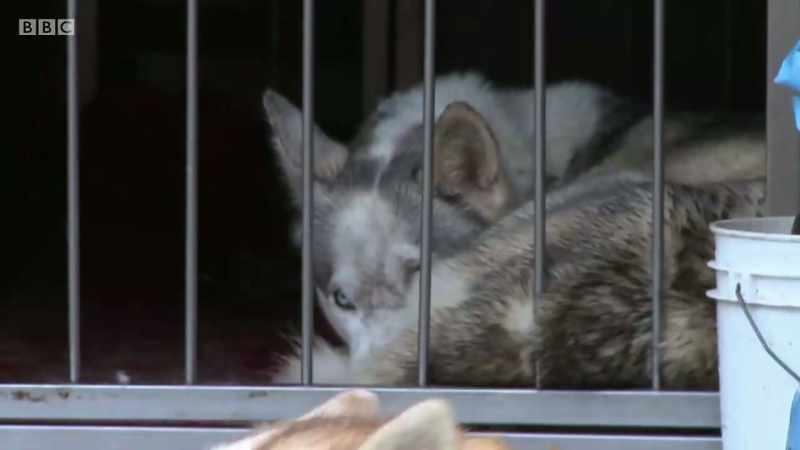 It's Sled Dog Day in Aviemore, when enthusiasts