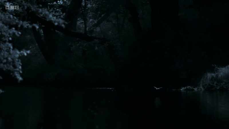 It's soon clear why Daubenton's bats