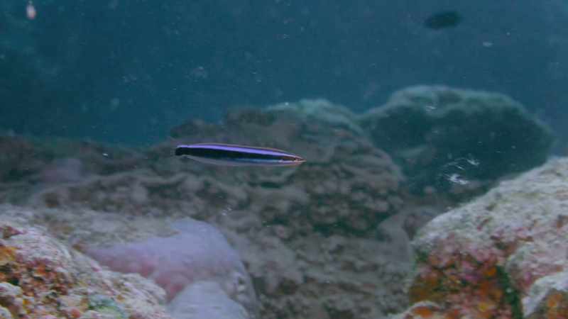 It's spotted a target, a butterflyfish