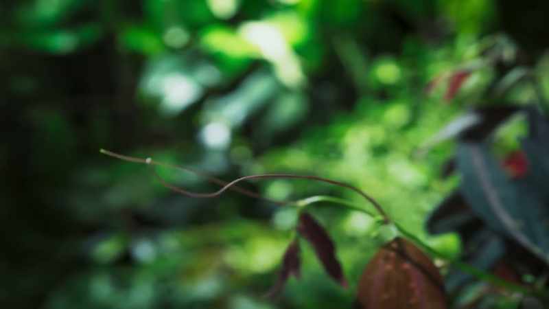 Its tendrils are highly sensitive to touch