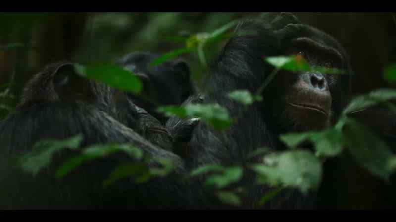 It's the chimp equivalent of conversation