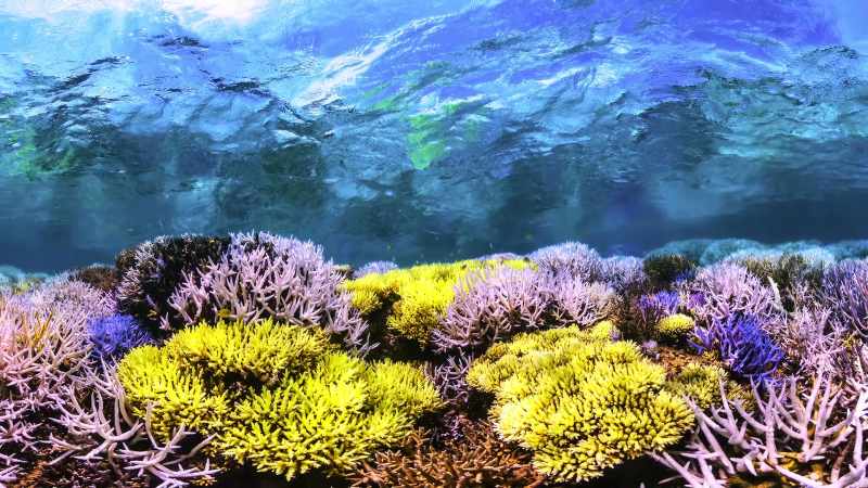 It's the corals saying