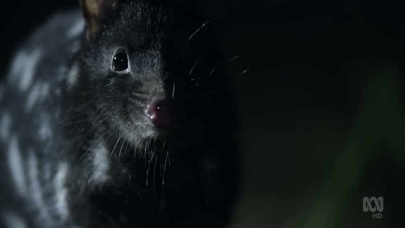 It's the eastern quoll