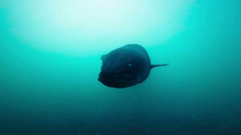 It's the longfin which we mainly find here