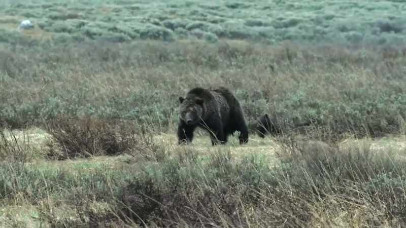 It's the mark of an aggressive boar