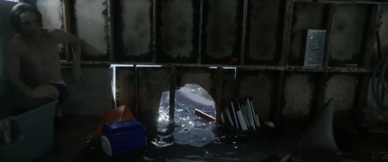 It's the shark! It's the shark!
