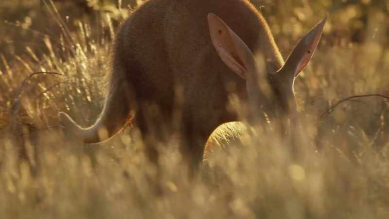 It's the world's largest burrowing animal