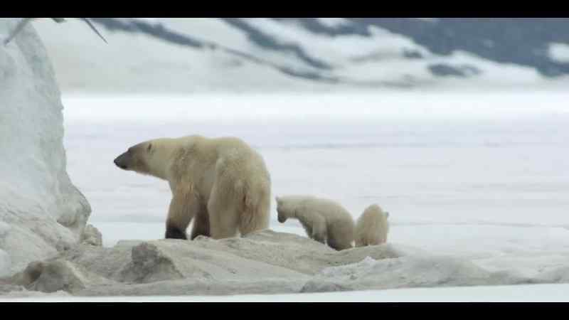 It's time to get them back to safety, before they get too wet and tired