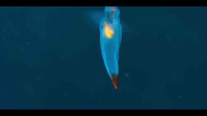 Its translucent body reveals tiny glowing organs
