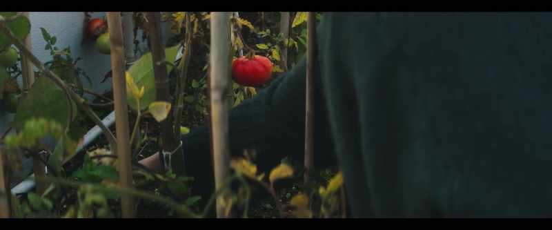 It's unbeatable to grow food on your roof