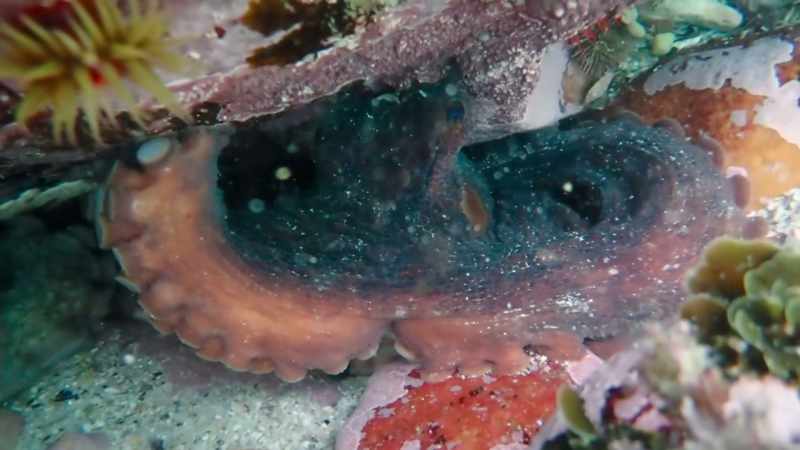 It's very, very rare to see two octopus close together