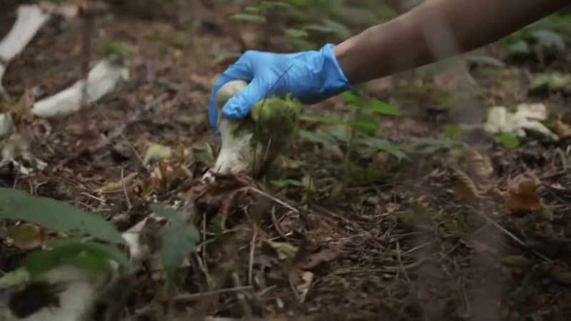 It's very well-known that deer is a food source for Bigfoot