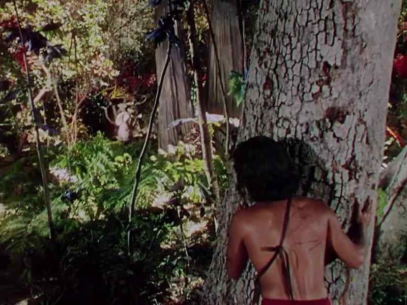 It's this way. - No, no. We came past this tree