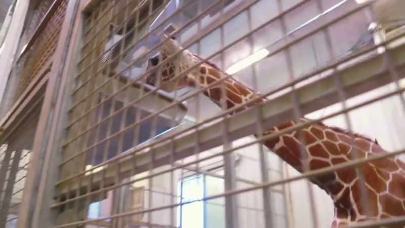 It's what we expect to see as giraffe get older