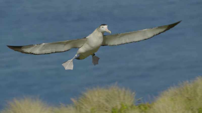Its wings are three metres across