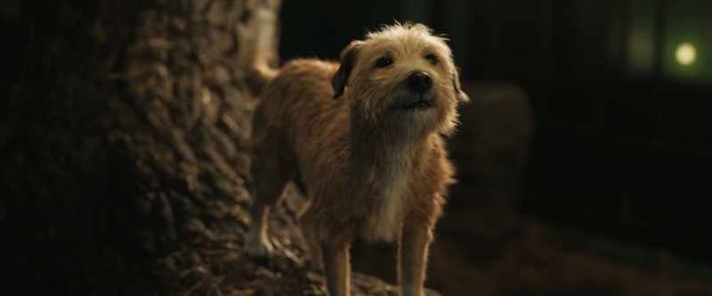 [Ivan] It's raining kibble up there. - [dog] I'm starvin'