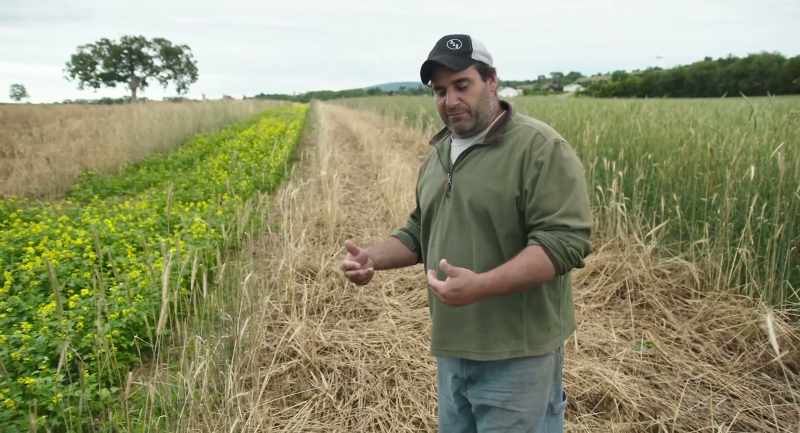 I've been told by numerous seed companies