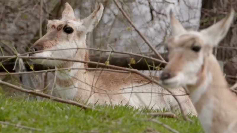 I've been with these pronghorns