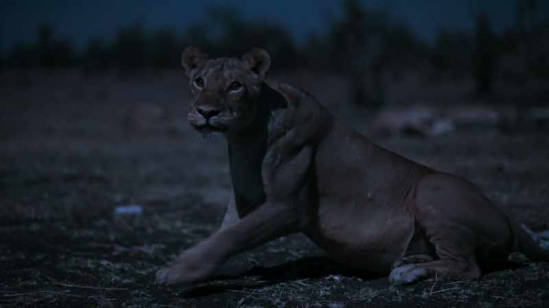 I've had experiences before where young lions