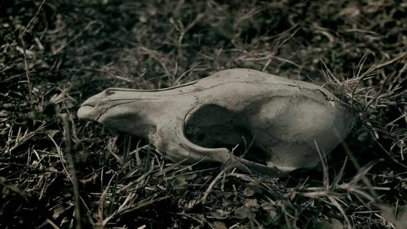 I'VE HEARD REPORTS OF DEAD CATTLE