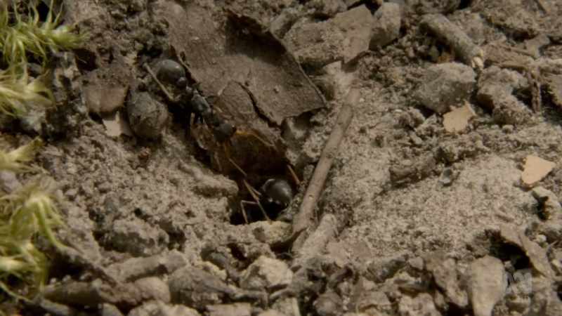 Jack jumper ants are particularly abundant