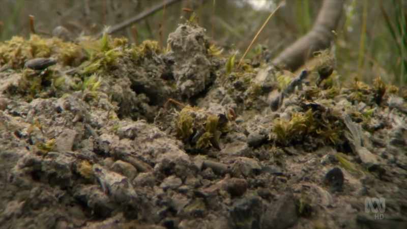 Jack jumpers evolved on the ancient Gondwanan supercontinent