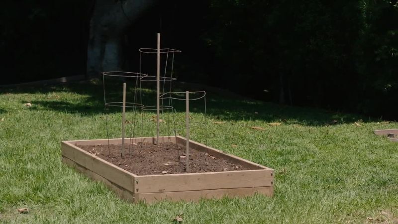 JACK: You could grow basil for pesto