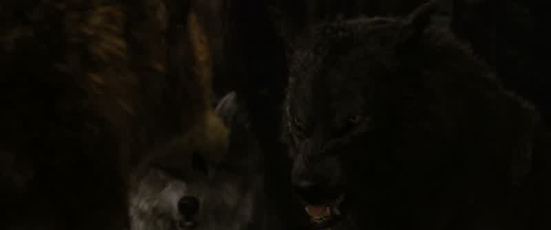 Jacob imprintedThey can't hurt herWhoever a wolf imprints on can't be harmedIt's their most absolute law