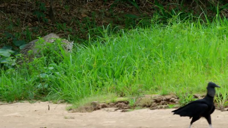 Jaguars will hunt anything;