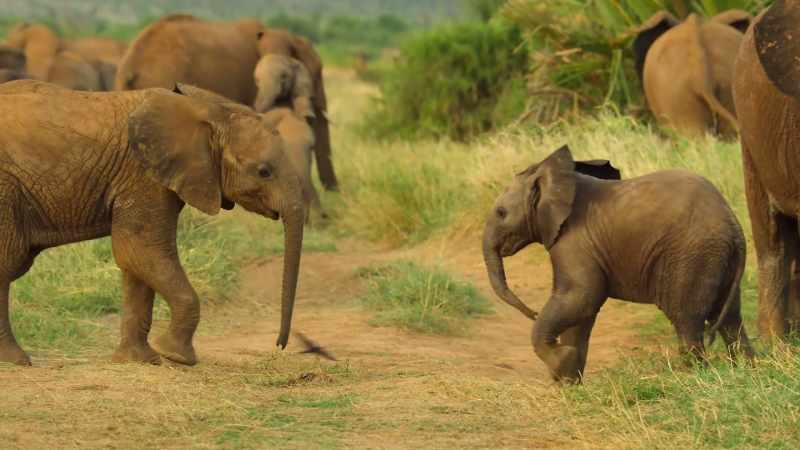 Jasiri may be smaller, but he's brimming with courage