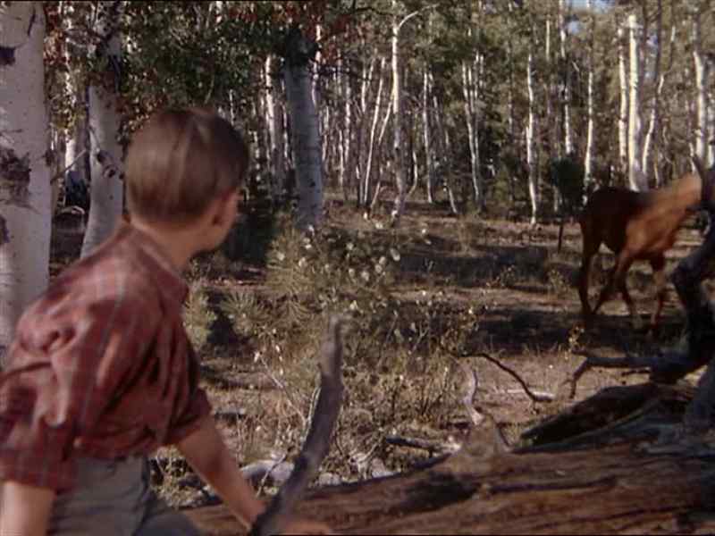 Jeepers, if I could ever have a colt like that