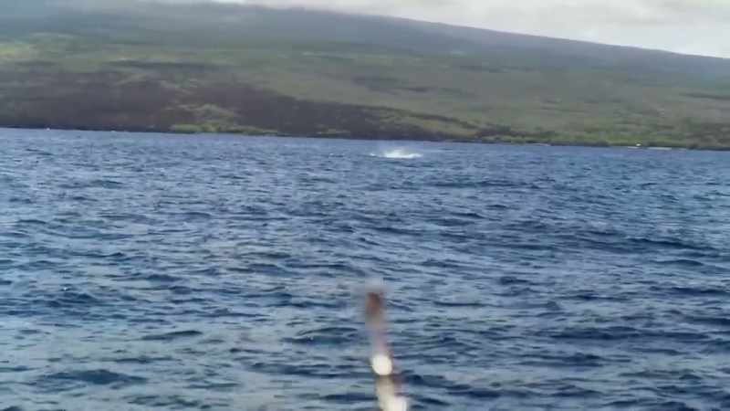 [jeff] this fish might not be a valuable fish for barry
