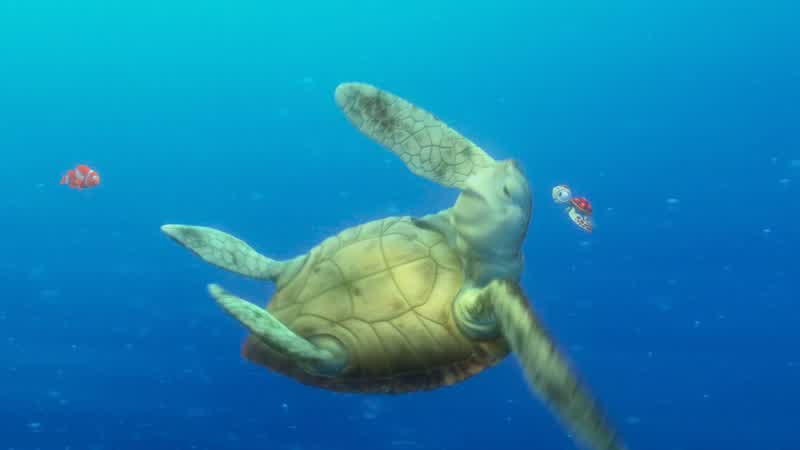 Jellies?