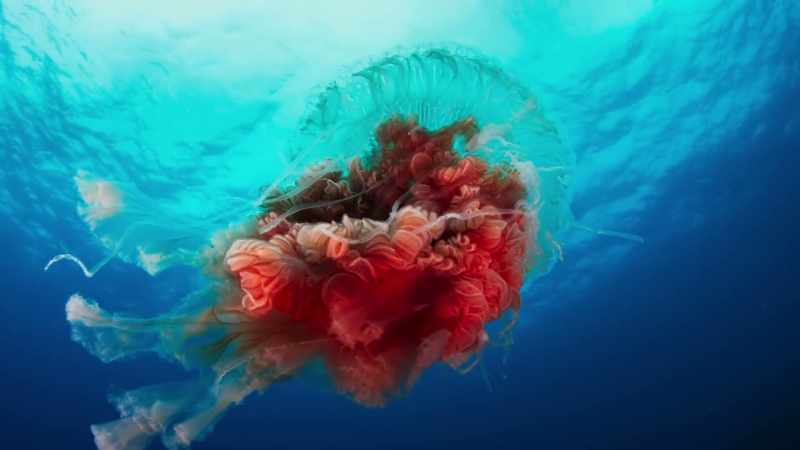 Jellyfish cross entire oceans