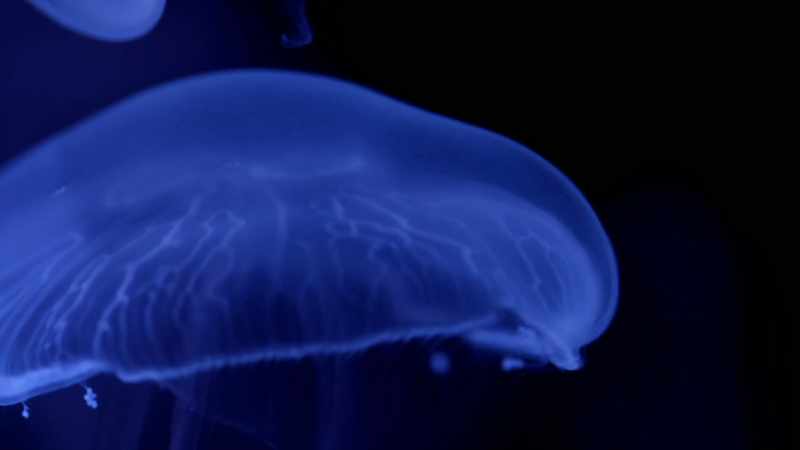 Jellyfish have small sensors, like hairs