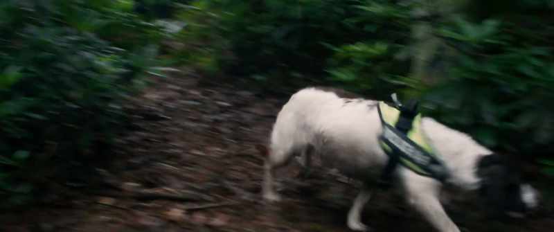 Jennifer! [Dog barks]
